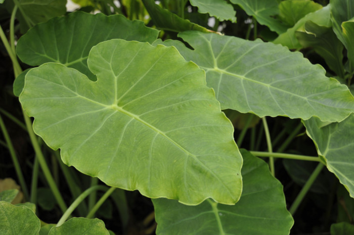 클로카시아 기간테아 - Elephant Ear Thailand Giant, Colocasia gigantea