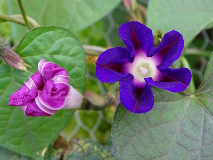 둥근잎나팔꽃 - Ipomoea purpurea Roth