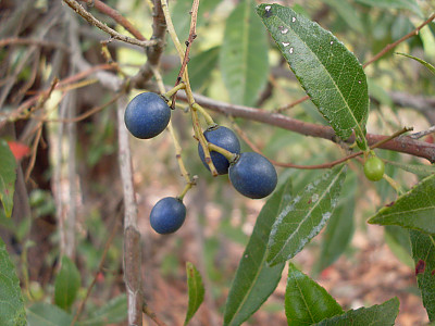 블루베리 애쉬 사진 - Elaeocarpus reticulatus Photos