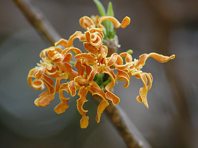 대팻밥꽃 사진 - Strophanthus Boivinii Photos
