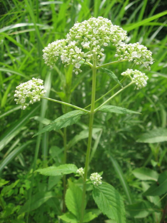 뚝갈 - Patrinia villosa (Thunb.) Juss.
