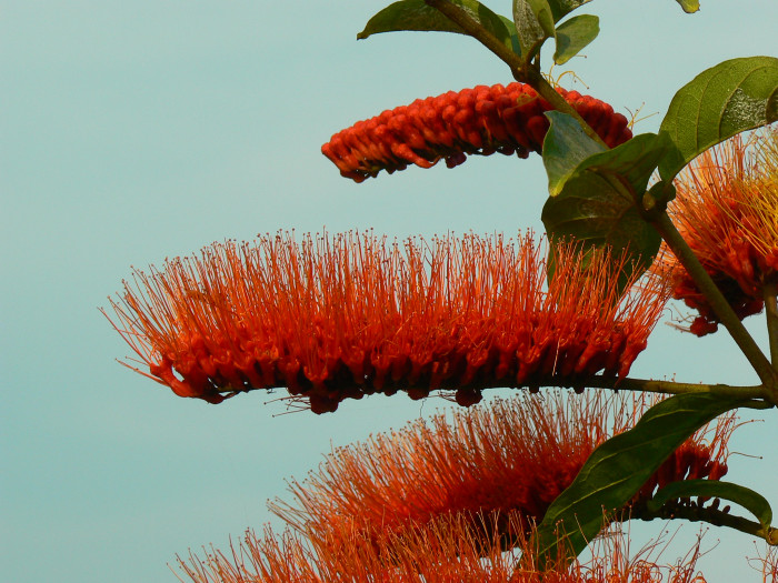 원숭이털덩굴 - Monkey Brush Vine, Combretum aubletii 