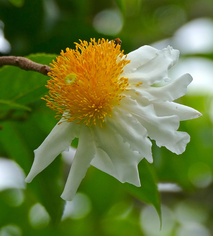 프라이드계란꽃 - Snuff box tree, Fried egg Tree, Fried egg Flower, Oncoba spinosa
