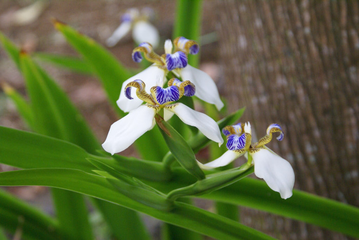 워킹아이리스 - Walking Iris, Neomarica gracilis