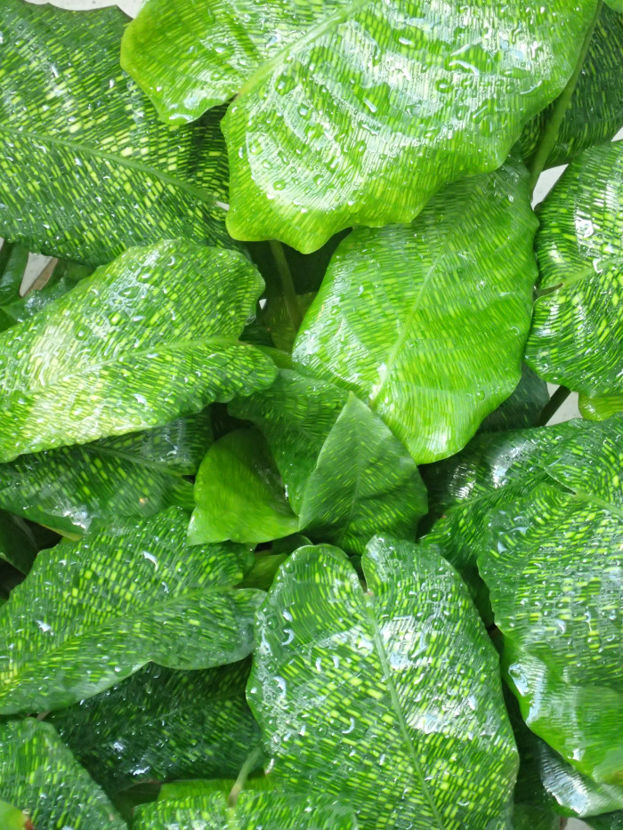 칼라데아 네트워크 - Calathea musaica