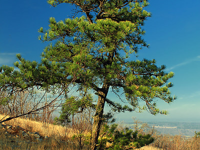 리기다소나무 사진 - Pinus rigida Mill. Photos