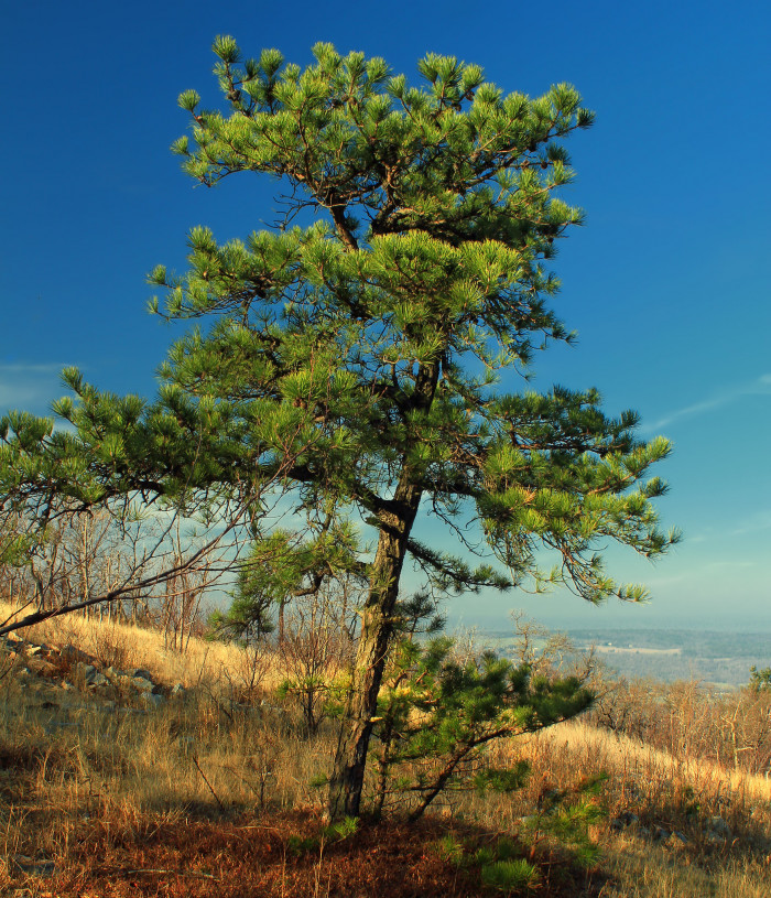 리기다소나무 - Pitch Pine, Pinus rigida Mill.