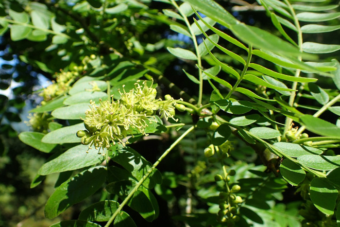 나비목 - Bauhinia, Gleditsia japonica for. inarmata