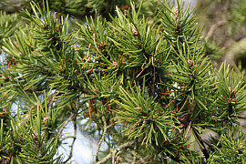 방크스소나무 - Pinus banksiana Lamb.