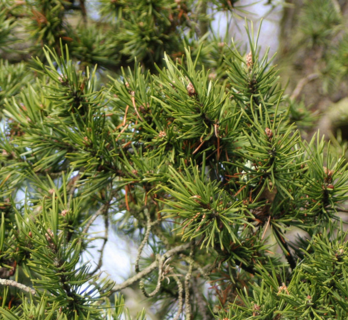 방크스소나무 - Jack pine, Pinus banksiana Lamb.