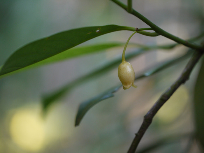 육두구 - Nutmeg, Mace, Muscadier, Nutmeg fruit, Myristica fragrans