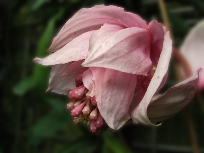 메디닐라 - Rose grape, Pink lantern, Medinilla Magnifica