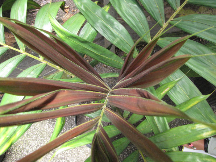 붉은잎 야자 - Red leaf Palm, Red feather Palm, Flame thrower Palm, Chambeyronia macrocarpa