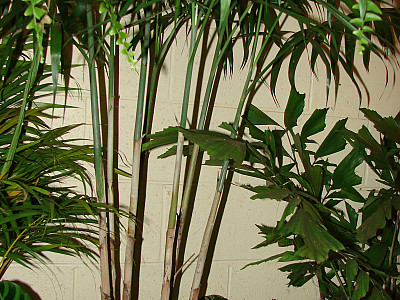 대나무야자 사진 - Chamaedorea seifrizii Burret Photos