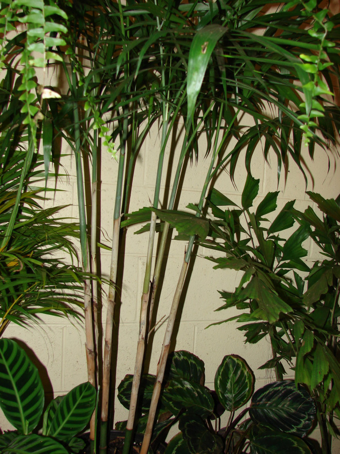 대나무야자 - Reed palm, Bamboo palm, Chamaedorea seifrizii Burret