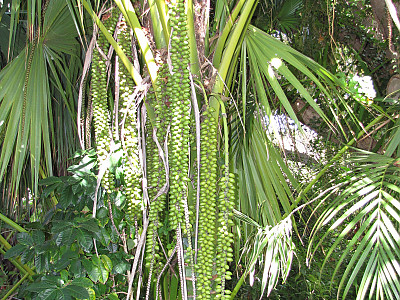 켄차야자 사진 - Howea Forsterana Photos