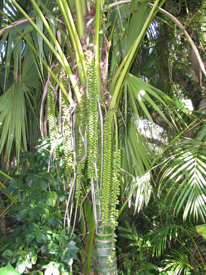 켄차야자 - Kentia palm, Howea Forsterana
