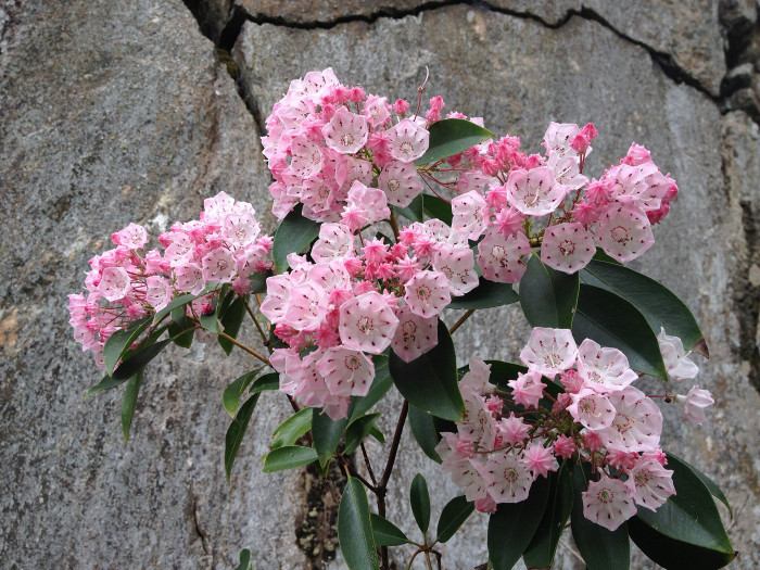 칼미아 라티폴리아 - Mountain,Spoonwood,Mountain laurel,Calico bush,Ivy,Calico,Laurel Mountain, Kalmia latifolia