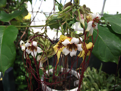 스트로판투스 프루시 사진 - Strophanthus preussii Photos