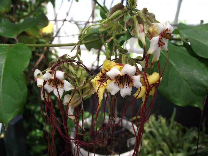 스트로판투스 프루시 - spider tresses, Strophanthus preussii