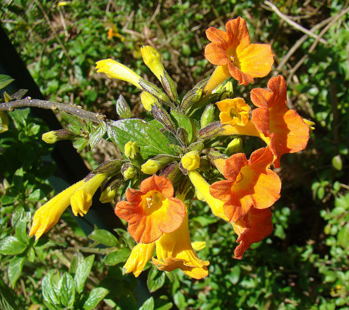 마멀레이드부시 - Marmalade Bush, Orange Browallia, Streptosolen jamesonii
