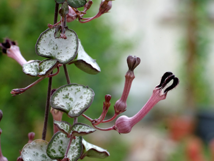 세로페지아 - dimorpha, Ceropegia