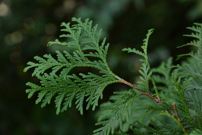 측백나무 - Chinese Arborvitae, Thuja orientalis L.