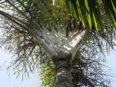 삼각야자 사진 - Neodypsis decaryi jumelle Photos