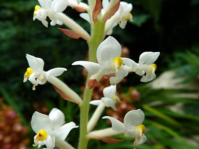 보석란 사진 - Ludisia discolor (Ker Gawl.) A. Rich. Photos