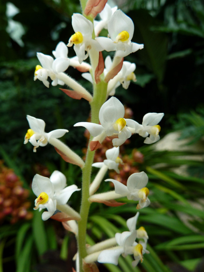 보석란 - jewel orchid, Ludisia discolor (Ker Gawl.) A. Rich.