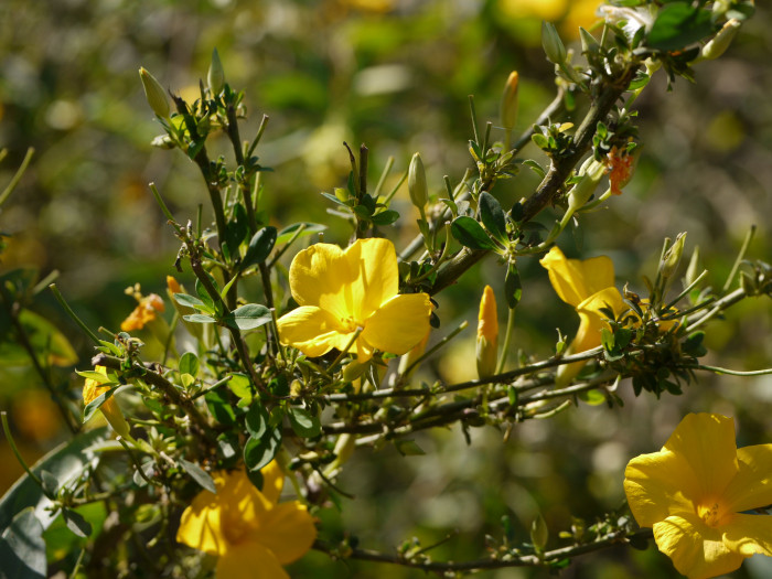 월광화 - Yellow flax, Reinwardtia indica, Calonyction aculeatum (L.) House