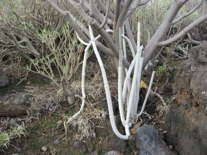후시 - Ceropegia fusca
