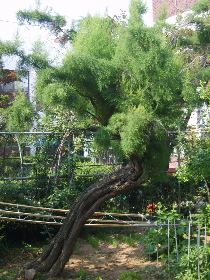 위성류 - Tamarix chinensis Lour.