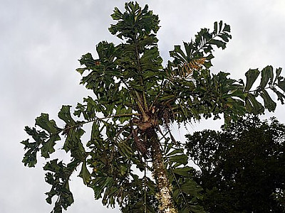 가시공작야자 사진 - Aiphanes horrida (Jacq.) Photos
