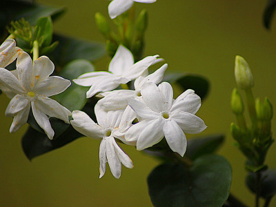 스타자스민 사진 - Jasminum multiflorum Photos