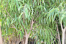 피쿠스 아리 - Ficus maclellandii