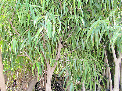 피쿠스 아리 사진 - Ficus maclellandii Photos