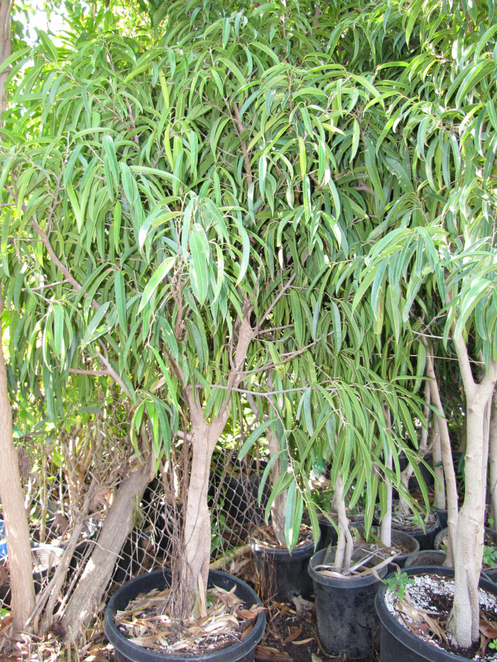 피쿠스 아리 - Ficus alii, Ficus maclellandii
