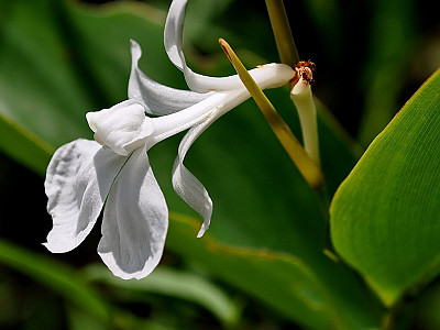 도낙스 칸니포르미스 사진 - Donax canniformis Photos