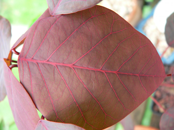 초코리프 - smoketree spurge, tropical smoke bush, Caribbean copper plant, Euphorbia cotinifolia