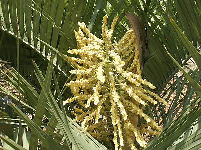 뷰티아야타이 사진 - Butia yatay (Mart.) Becc Photos