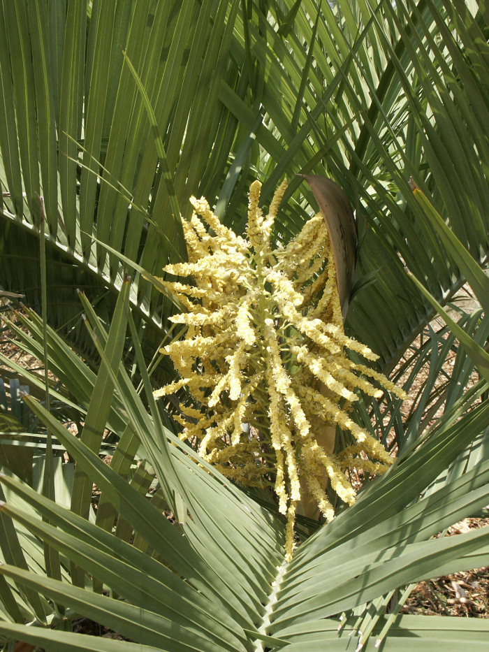 뷰티아야타이 - Yatay Palm, Butia yatay (Mart.) Becc