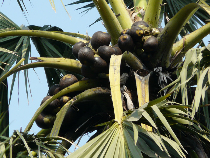 팔미라야자 - Wine palm, Palmyra fruit, Toddy Palm, Sugar Palm, Borassus flabellifer