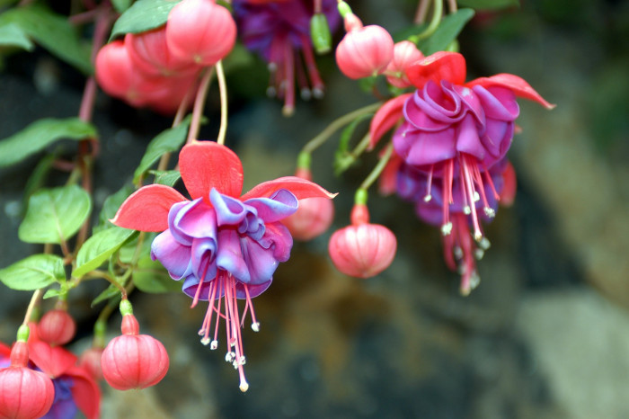 후쿠시아 - Common garden fuchsia, Fuchsia spp.