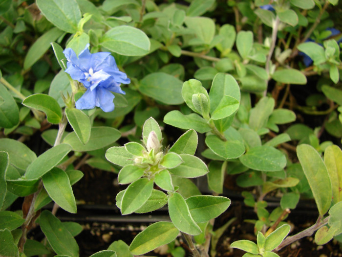 아메리칸블루 - American blue, blue daze, Evolvulus giomeratus