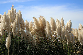 대형갈대 - Cortaderia Selloana
