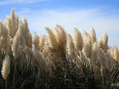 대형갈대 사진 - Cortaderia Selloana Photos