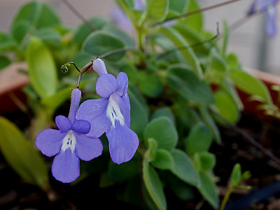 삭소름 사진 - Streptocarpus saxorum Photos