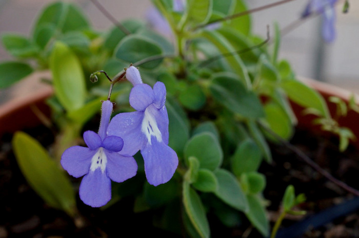 삭소름 - Violeta Pendente, Streptocarpus saxorum