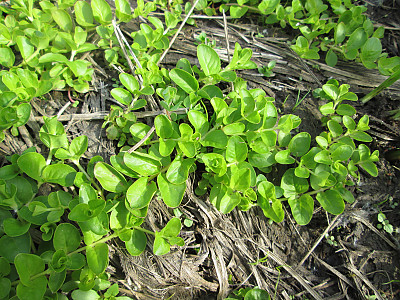 옐로우체인 사진 - Lysimachia nummularia L. Photos